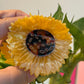 Sunflower Claw Clip